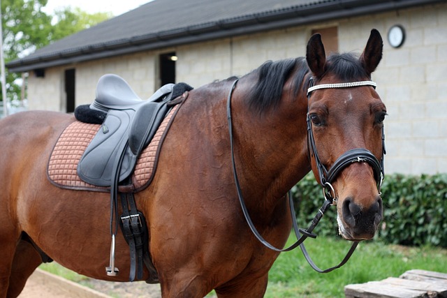 明球队